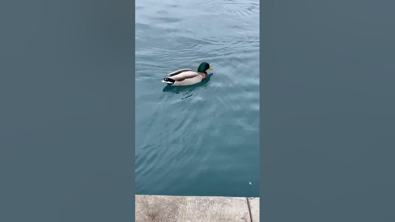 #Temecula garden # duck song