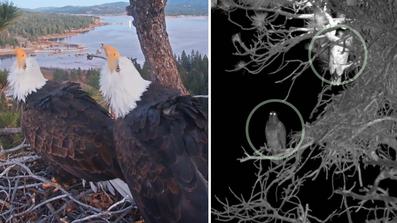 FOBBVCAM 🦅Two Juvie Eagles Visit Nest Tree🌲Jackie & Shadow Let Them Be ☮️ Could it be⁉️ 2025 Dec 15