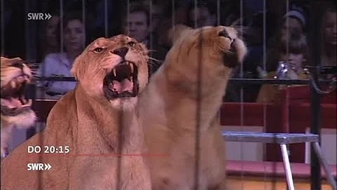 Gehören Tiger und Elefanten in den Zirkus? / Gefährliche Antibiotika in "Zur Sache Baden-Württemberg