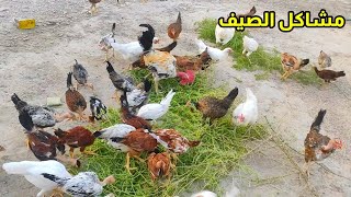 يوميات الدجاج  امراض ومشاكل الصيف 