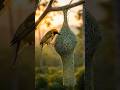 Beautiful Weaver Bird Build His Nest Ep 17 #weaverscreations #weaverbird
