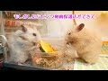 制作 動画写真4b
