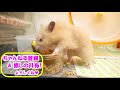 制作 動画写真4c