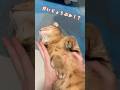 いきなり意識が飛んで伸びてしまった猫がまさかの…
