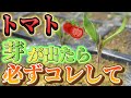 【トマト】コレ絶対辞めて！！徒長します。芽が出てから絶対に気を付けて欲しい事を紹介します。