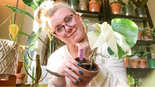 My Top 10 Favorite Rare House Plants! October House Plant Favorites! Top 10 House Plants!