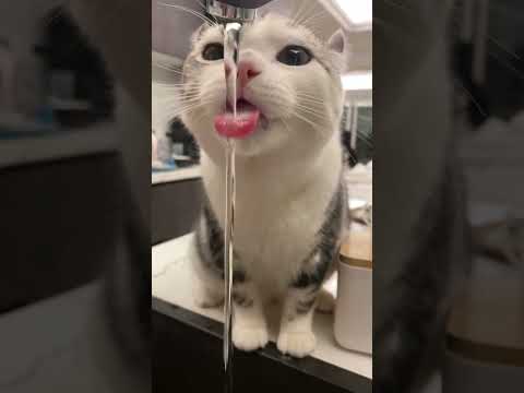 Cat Drinks water slowly ... #shortsfeed #animals #cats #catvideos #catshorts #funnyanimals