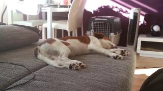 Kooikerhondje Sparky - Aufwachen/ Wake up