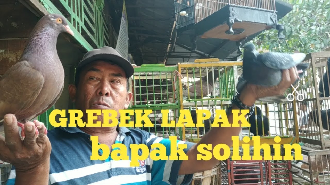 SURVEI HARGA MERPATI PASAR BURUNG PEMALANG 