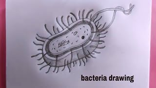 how to draw bacteria easy/easy bacteria drawing