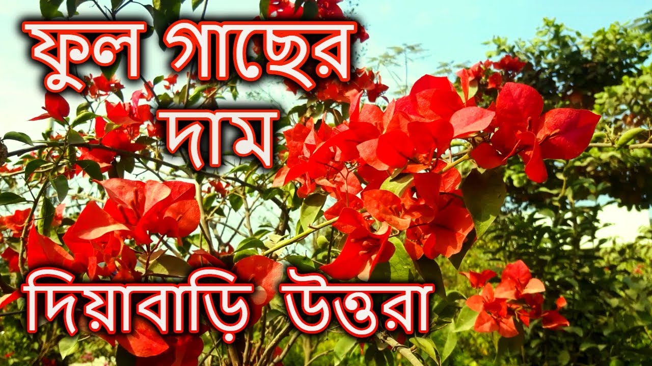 দিয়াবাড়িতে ফুল গাছের মূল্য | Flower Plants Price In Laxmipur Garden Center | Gardening Bangladesh