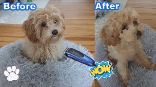 Maltipoo Puppy's First Haircut! - Dog Grooming by Kai the Maltipoo 21,839 views 3 years ago 2 minutes, 2 seconds