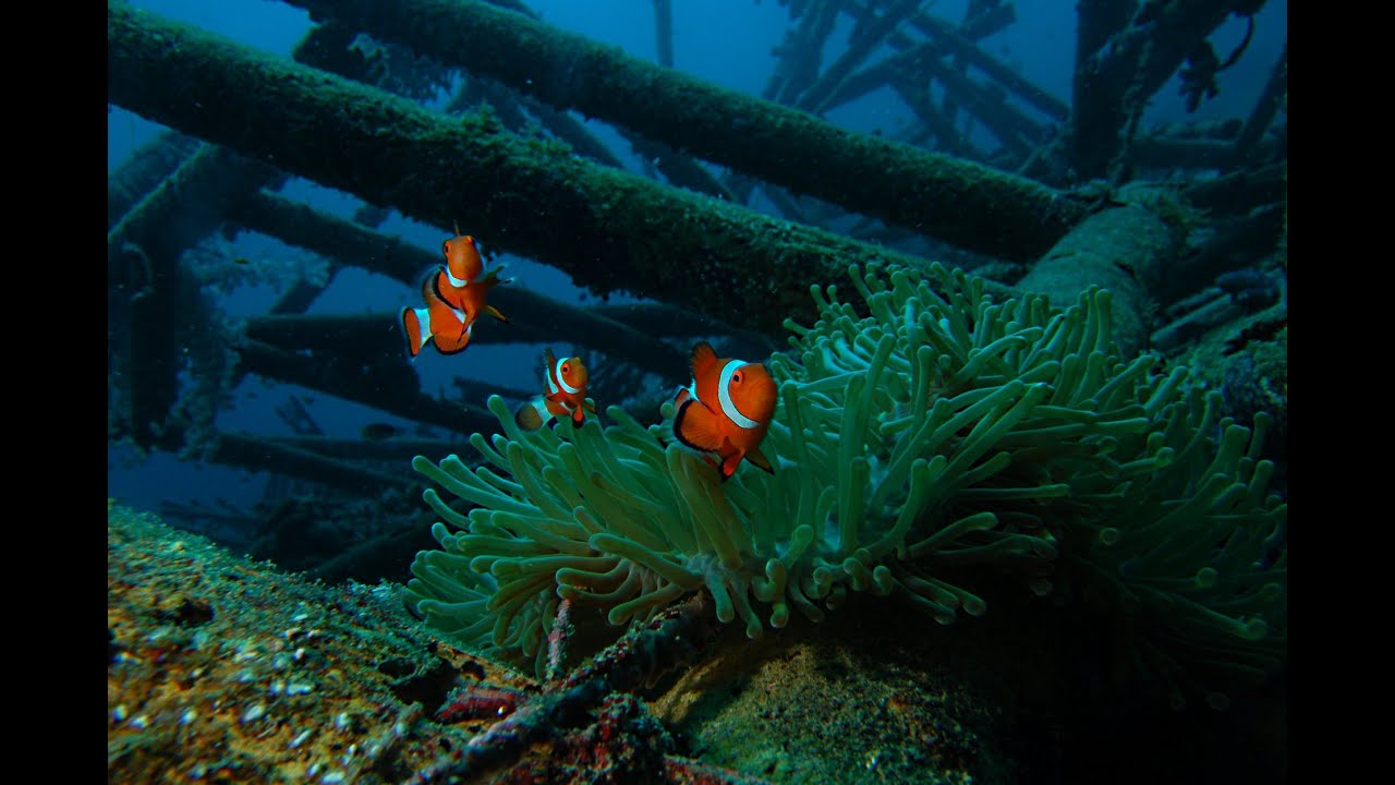 Artificial Reef .Operation Green Reef Scientific Survey - YouTube