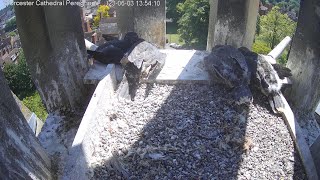 Falcon Cam2023Day 39 Following HatchingWorcester Cathedral