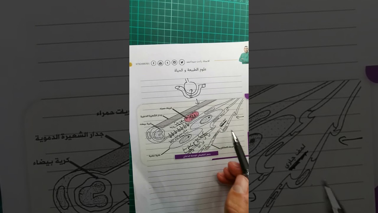 العلاقة بين سوائل الوسط الداخلي فكرة بنقطة لا تضيعها