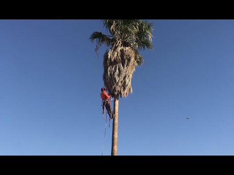 TALL PALM TREE GETS DROPPED IN ONE CUT DANGEROUS 50ft/TRIMMING PALMS/Apodando Palmas/palmeras