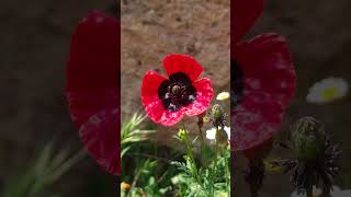 Lalə Qaraquş Dağı Qaradağ Rayonu