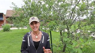 How to get rid of Japanese Beetles ORGANICALLY and save your garden, fruit trees and rose bushes