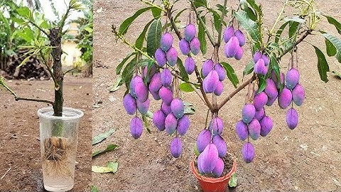 Unique Skill Growing Mango Tree Using Onions With Quick and Easy Techniques | Grafting Mango Tree