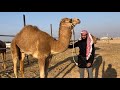 نهاية التطبيع وكيف يتم تركيب القيد ولفدامه