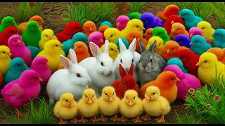 Catch Cute Chickens, Colorful Chickens, Animal Rainbow Chickens, Cute Rabbits, Cute Ducks