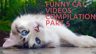 Funny Cat Videos Compilation 2020 Part 5 by khocengorend 176 views 3 years ago 11 minutes, 17 seconds