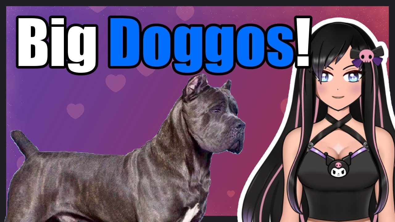 Reacting to Big Doggos! | #react #animals #dogs #vtuber