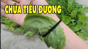 Loài Cây Quý Như Vàng 100 Người Thì 99 Người Không Biết Nó Lại Chữa Được Bệnh Tiểu Đường | HYT3