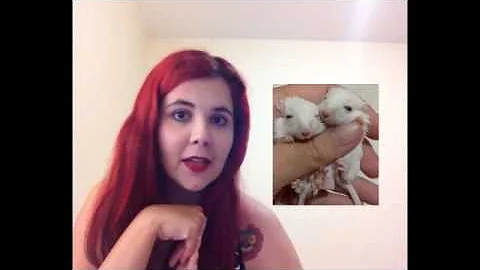 Como cuidar do seu gerbil?