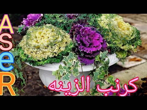 فيديو: ملفوف الزينة. زراعة الشتلات