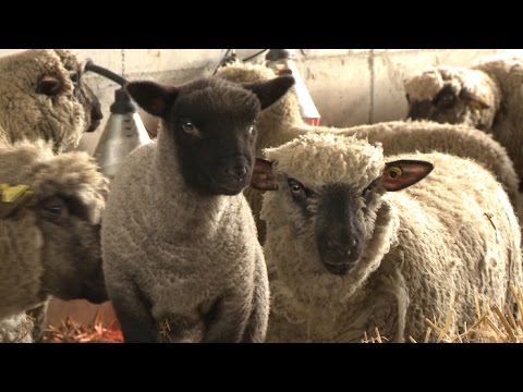 Vidéo: Ferme contemporaine dans le Suffolk