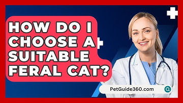 How Do I Choose A Suitable Feral Cat? - PetGuide360.com