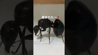 【貴重映像】アリの出産❗️