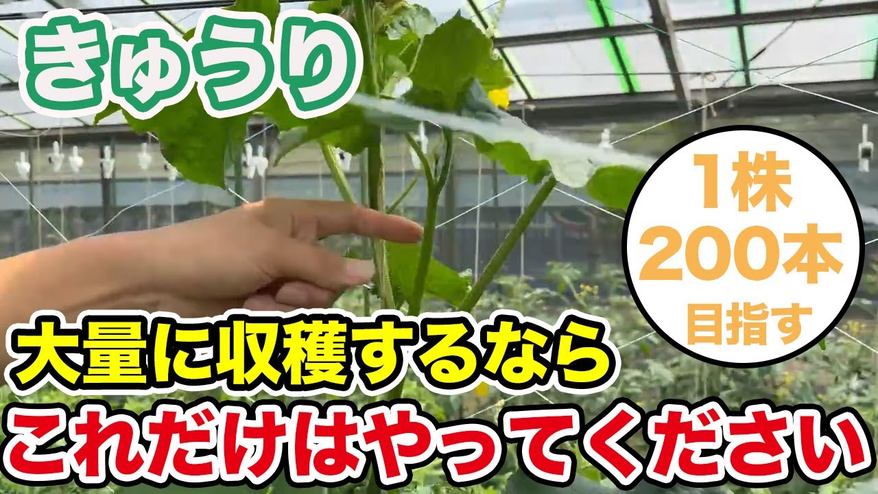 【きゅうり】農家が教える大量に収穫できる育て方について