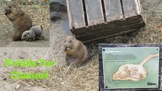 The Black-Tailed Prairie Dog With Babies Cynomys Ludovicianus