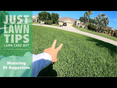 Summer Watering for St Augustine Grass