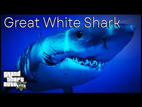 GTA 5 Wildlife Documentary | Great White Shark