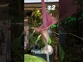 Rare Corpse Flower Blooms in Boise for a Limited Time