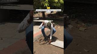 અજગર ઝેરી છે કે બિનઝેરી? જાણો સત્ય 😱 | Python Rescue