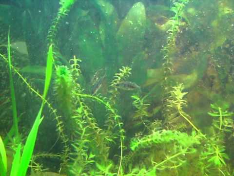 Video: 3 veidi, kā pazemināt amonjaka līmeni zivju akvārijā