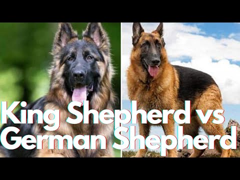 Video: Shiloh Shepherd è il migliore e il pastore tedesco più sano?