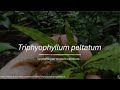 Triphyophyllum peltatum par Laurent Hugot