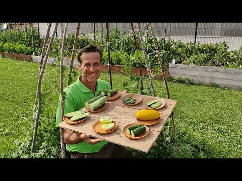 Video: Armenische Gurken: Anbau einer ungewöhnlichen Sorte