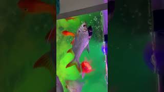 Mosntar tank monster aquarium #fish #planetaquarium #aquarium #megaquarium #aquariumlovers #koi #fis