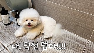 A white cotton candy-like dog burst into the bathroom, feeling hot. by 순덕순덕 14,412 views 8 months ago 3 minutes, 28 seconds