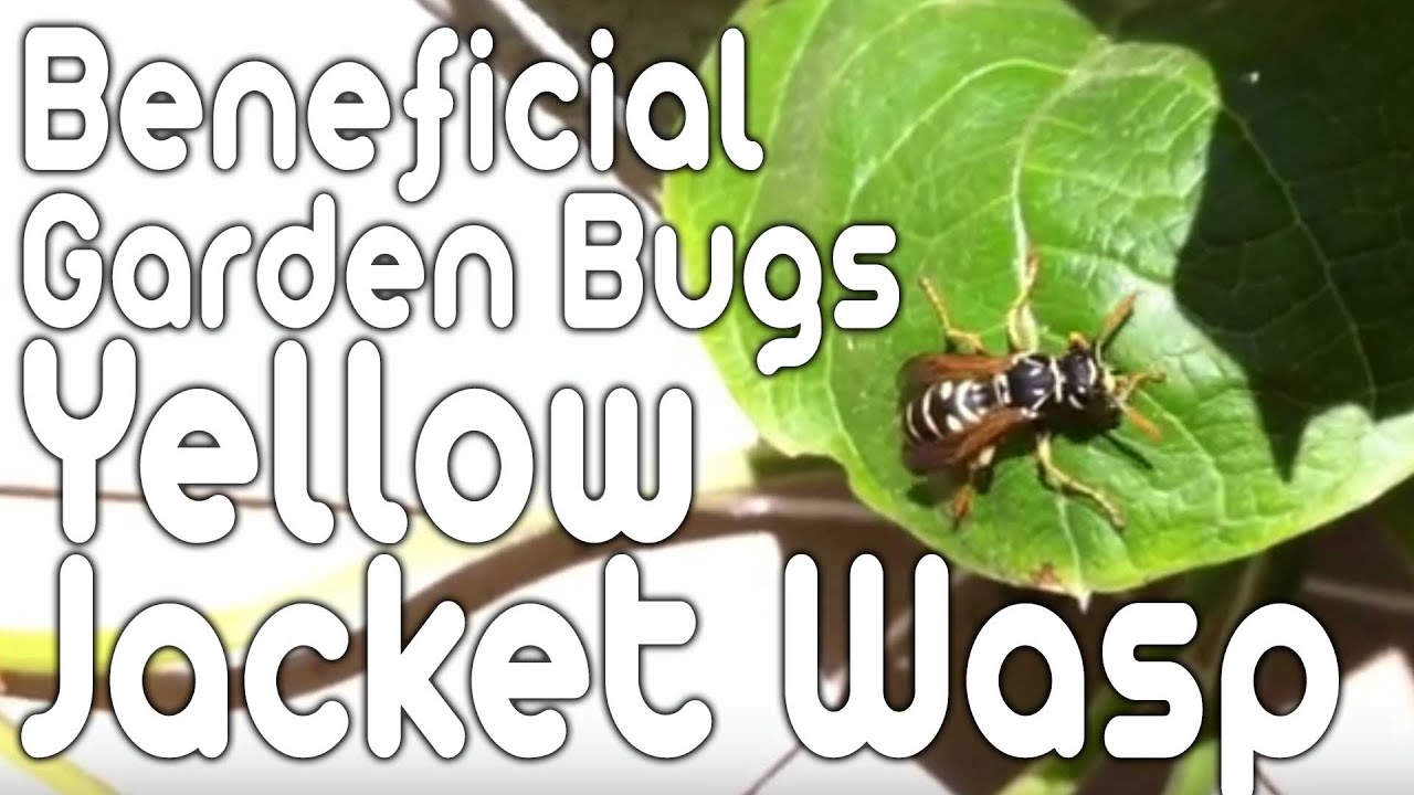 Beneficial Garden Bugs Yellow Jacket Wasp YouTube