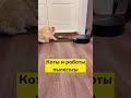 Коты и роботы пылесосы Лучшие приколы Коты и роботы пылесосы Лучшие приколы