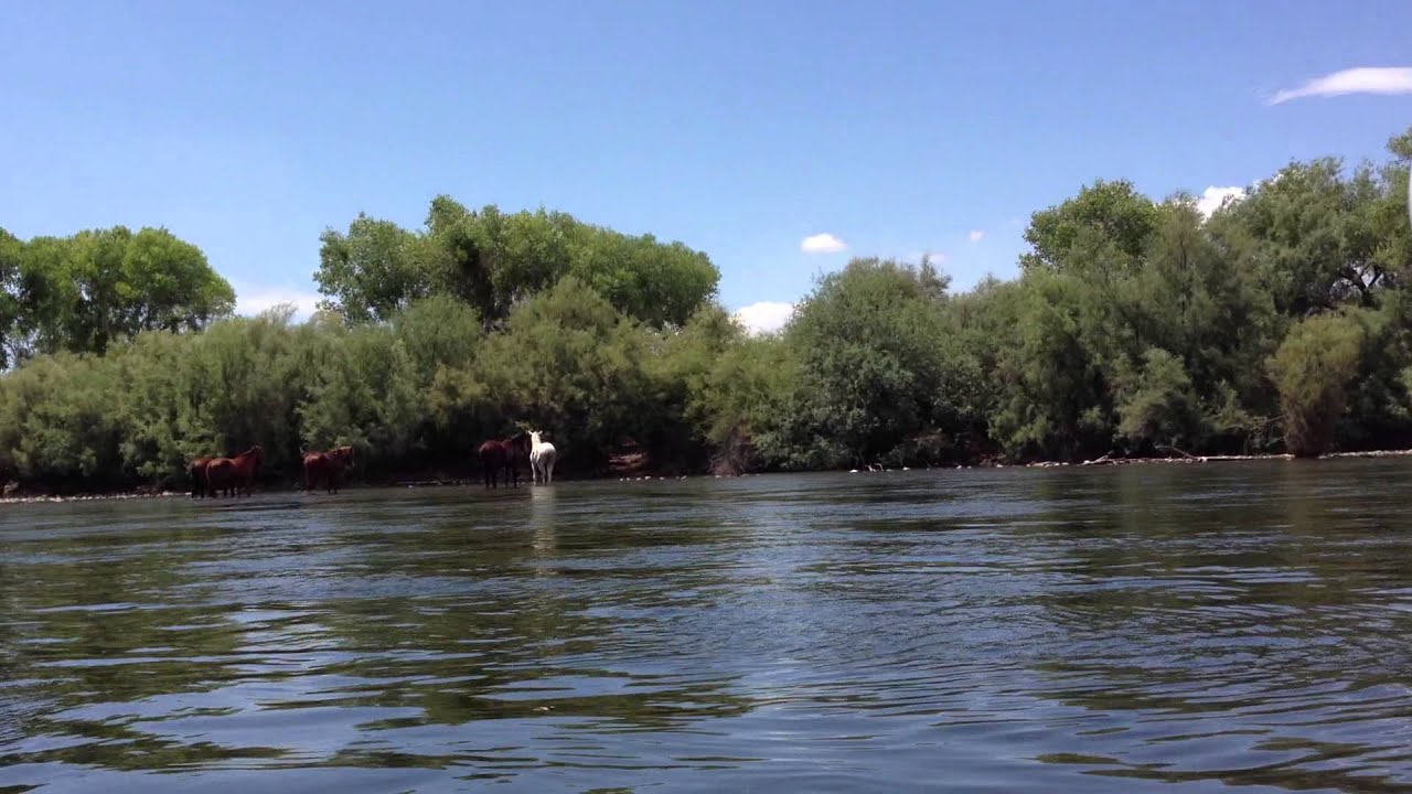 Video 7 Fun at Tonto National Forest Salt River Tubing YouTube