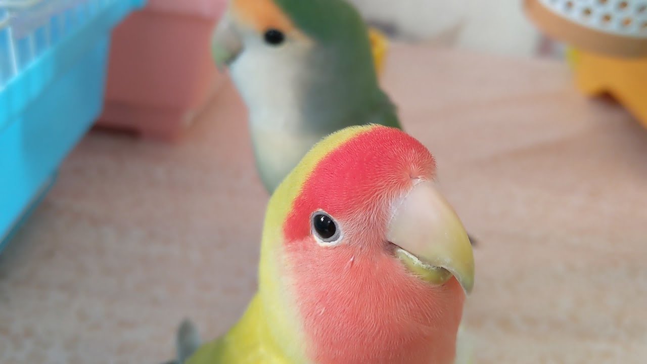 フリーダム・コザクラファミリー(ピノ&セラヴィ/ポルカ)