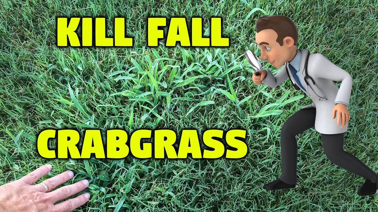 Henry Crabgrass. Crabgrass. Fall kill